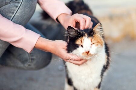 Woman stroking a homeless cute cats on the street. Animal protection and adoption conceptの写真素材