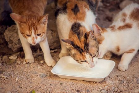 Hungry tray cats eating food on the street. Pet protection conceptの写真素材