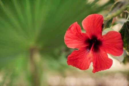 Red karkade flower in the garden on green background. Hibiscus flowerの写真素材
