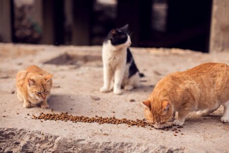 A group of stray cats on the street. Pet protection conceptの写真素材