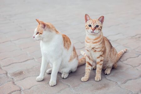 A group of stray cats on the street. Pet protection conceptの写真素材