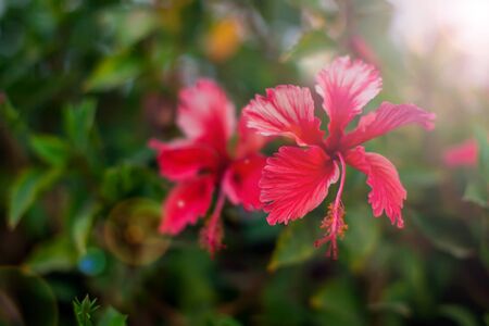 Red karkade flower in the garden on green background. Hibiscus flowerの写真素材