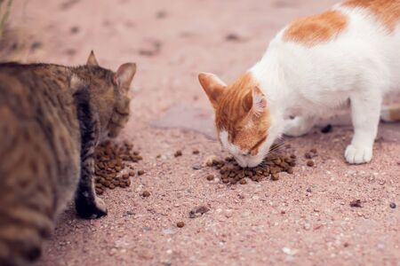A group of stray cats on the street. Pet protection conceptの写真素材