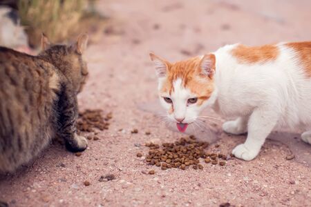 A group of stray cats on the street. Pet protection conceptの写真素材