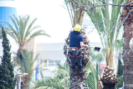 A gardener pruning leaves of palm on the top of tree.の写真素材