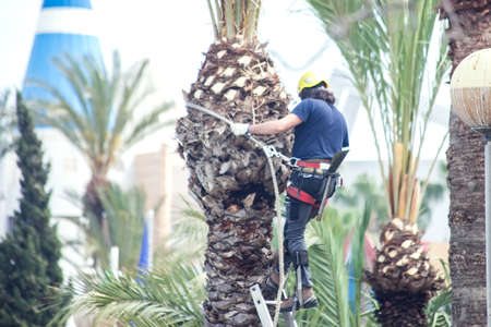 A gardener pruning leaves of palm on the top of tree.の写真素材