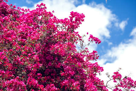 Bougainvillea plant with purple flowers. Nature and plant conceptの写真素材