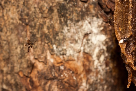 stingless bee flying back