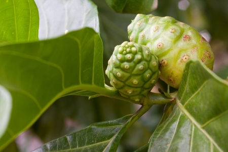 noni and leafの写真素材