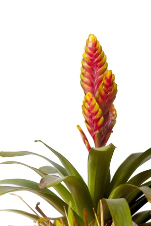 Isolated Bromeliadの写真素材