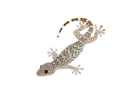 isolated full body of gecko on white backgroundの写真素材