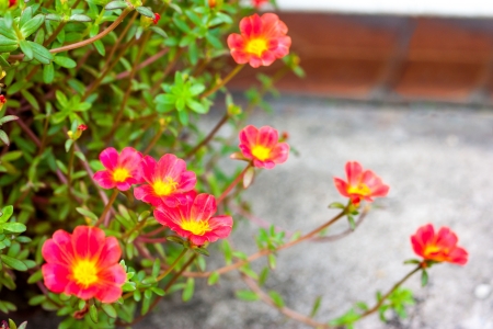Purslane flowerの写真素材