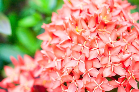 closed up red lxora flower.の写真素材