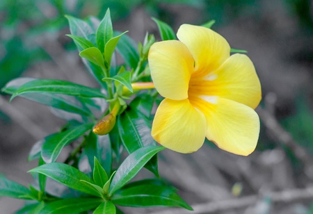 closed up of yellow allamanda flowerの写真素材