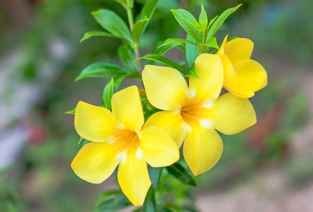 beautiful allamanda with leaf  