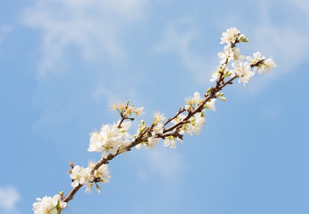 beautiful peach flowers with blue sky backgroundの写真素材