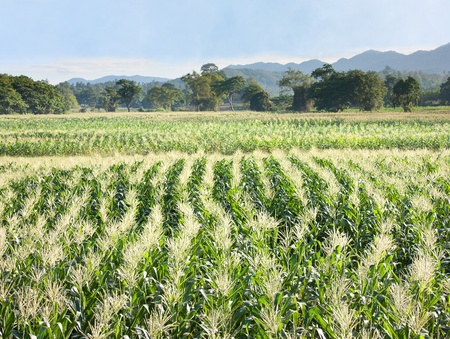 cornfield in the arm of moutain