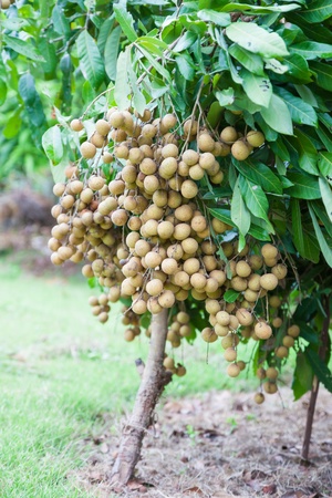 Longanの写真素材