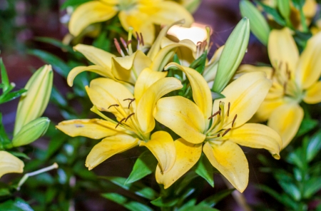 yellow lilyの写真素材