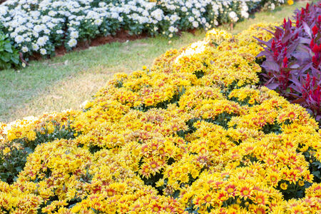 Beautiful flowers of chrysanthemums