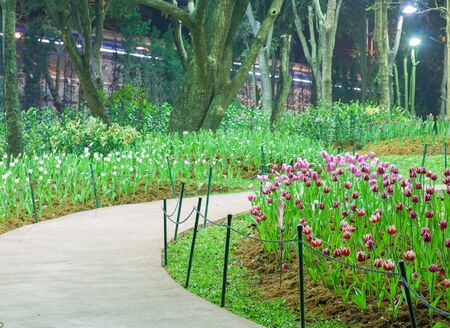 night scene of tulip gardenの写真素材
