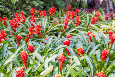 bromeliad plants in the gardenの写真素材
