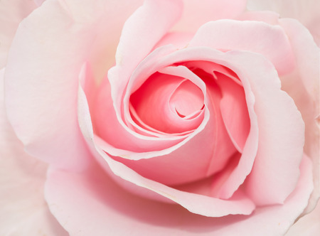 closed up of pink roseの写真素材