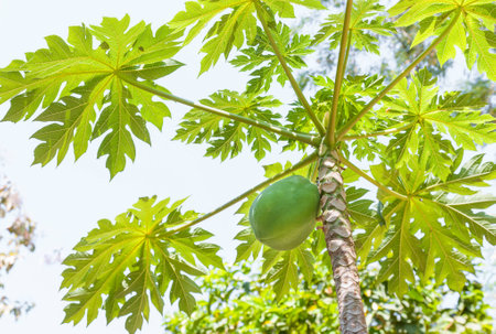 green papaya on plantの写真素材