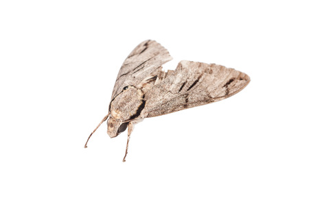moth isolated on whiteの写真素材