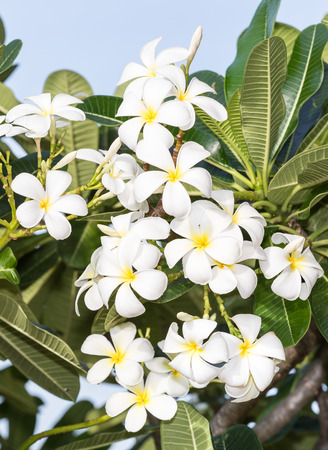 Plumeria  frangipani  flowers on treeの写真素材