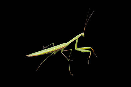 Praying mantis isolated on blackの写真素材