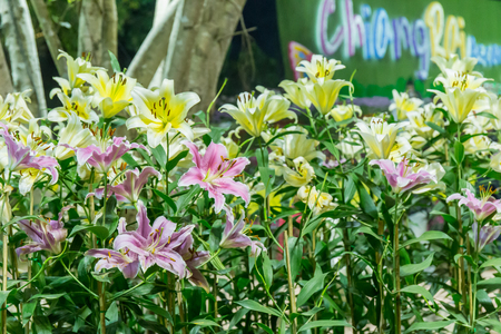 lily flowerの写真素材