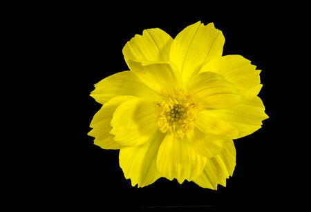 top view of Sulfur Cosmos flower isolated on blackの写真素材