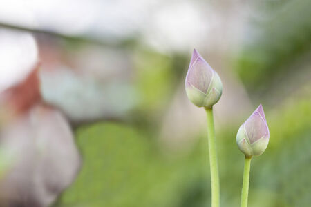 pink lotus buds flower with blur backgroundの写真素材