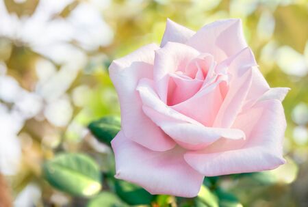 pink rose with blur backgroundの写真素材