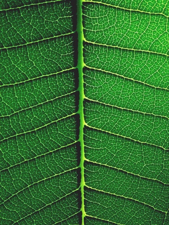 Texture of prumiria leafの素材