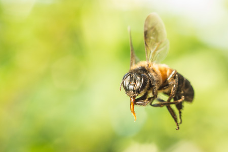 closed up of bee with blur backgroundの写真素材