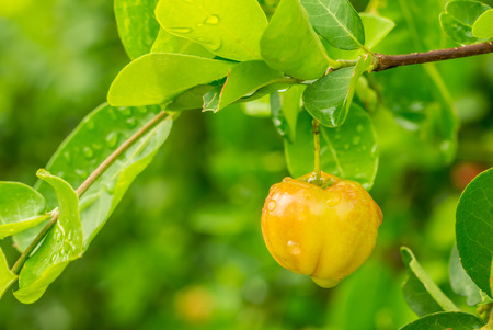 Raw acerola fruitの写真素材