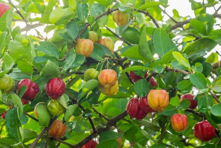 Acerola tree and fruitの写真素材