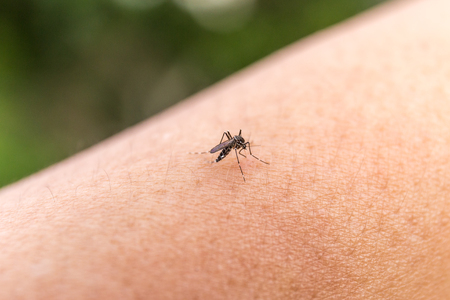 mosquito sucking blood from human skinの写真素材