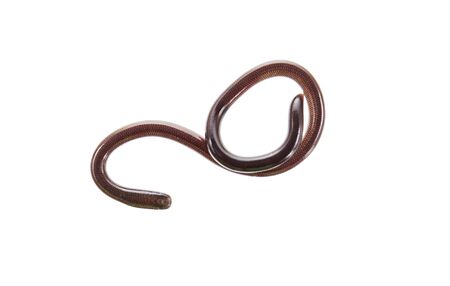 Thread Snake (Leptotyphlops sp.) . A very tiny snake