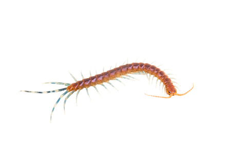 Centipede isolated on whiteの写真素材