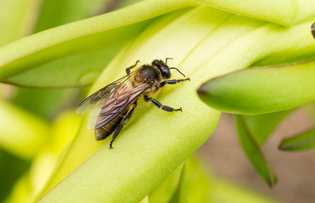 bee on white flower
