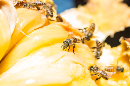 bee collected sweet from ripe jackfruit