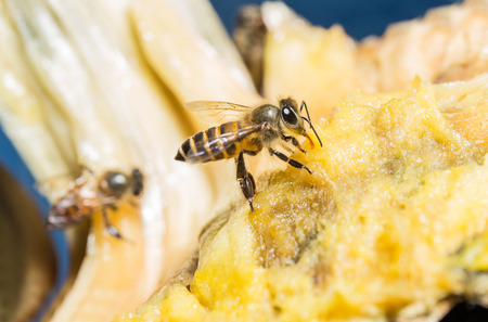 bee collected sweet from ripe jackfruitの写真素材