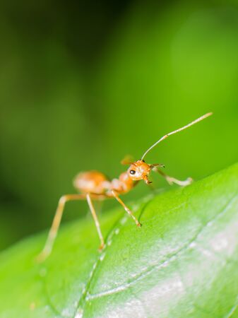 closed up of red antの写真素材