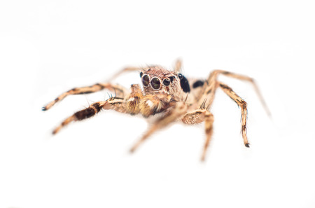 macro of jumping spider (focus on spider eye) on white background