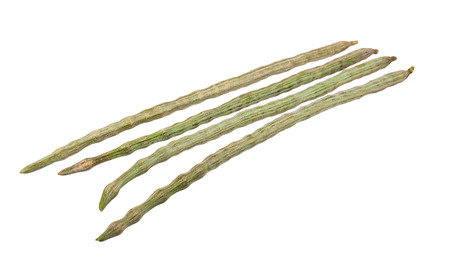 Moringa oleifera Lam or Bitter cucumber-chinese isolated on whiteの写真素材