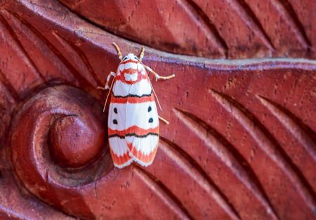 white moth on carving doorの写真素材