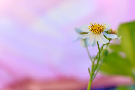 Little Iron Weed flower with blur backgroundの写真素材